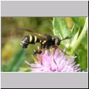 Conops flavipes - Dickkopffliege w03.jpg